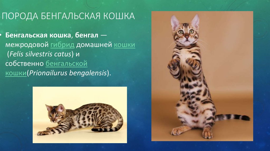 Кошка бенгальская: описание породы и характера, здоровье, уход | блог ветклиники "беланта"
