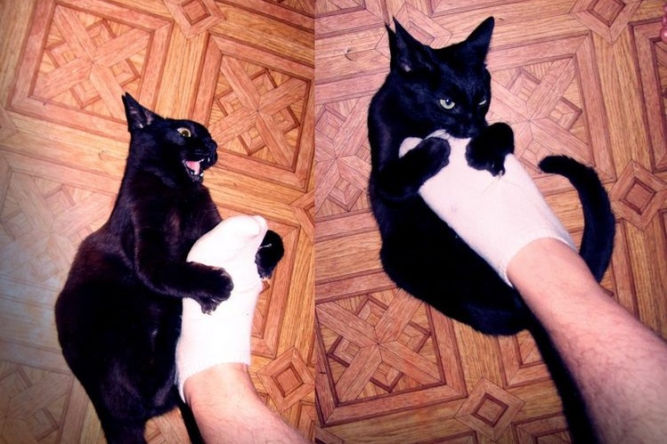 Почему кот кусается когда его гладишь и что делать в таком случае. | parnas42.ru