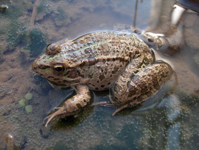 Серая жаба (обыкновенная): как выглядит, где обитает, чем питается и интересные факты (фото)