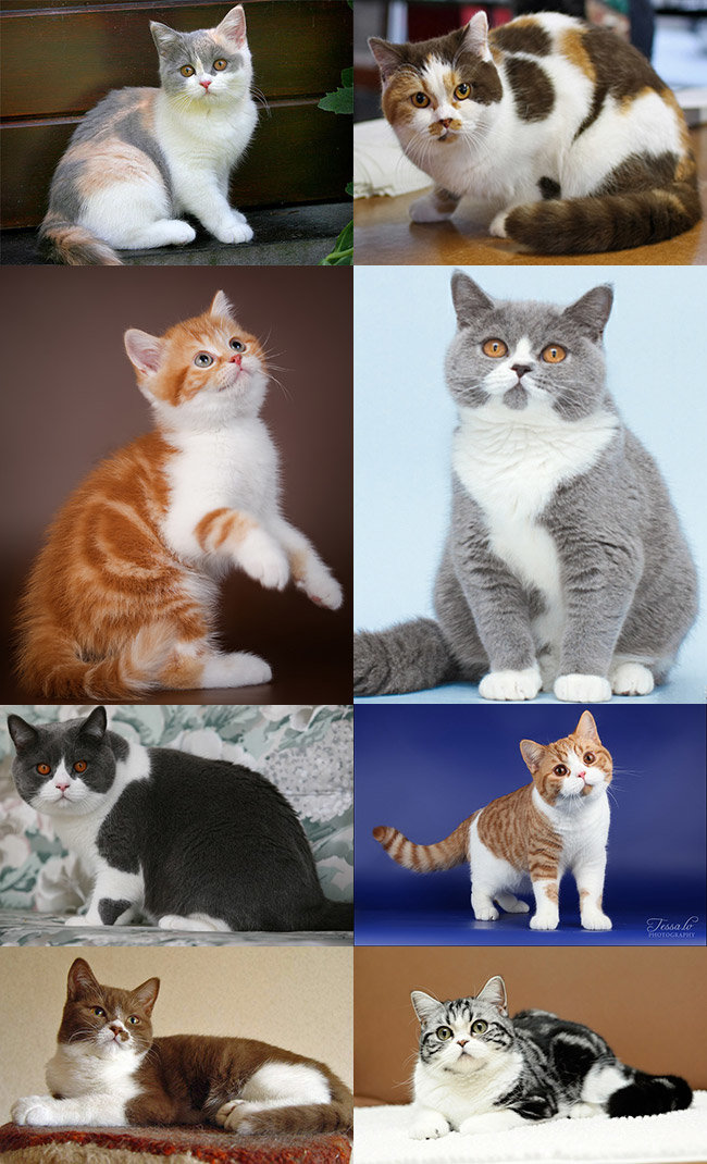 Популярные окрасы кошек