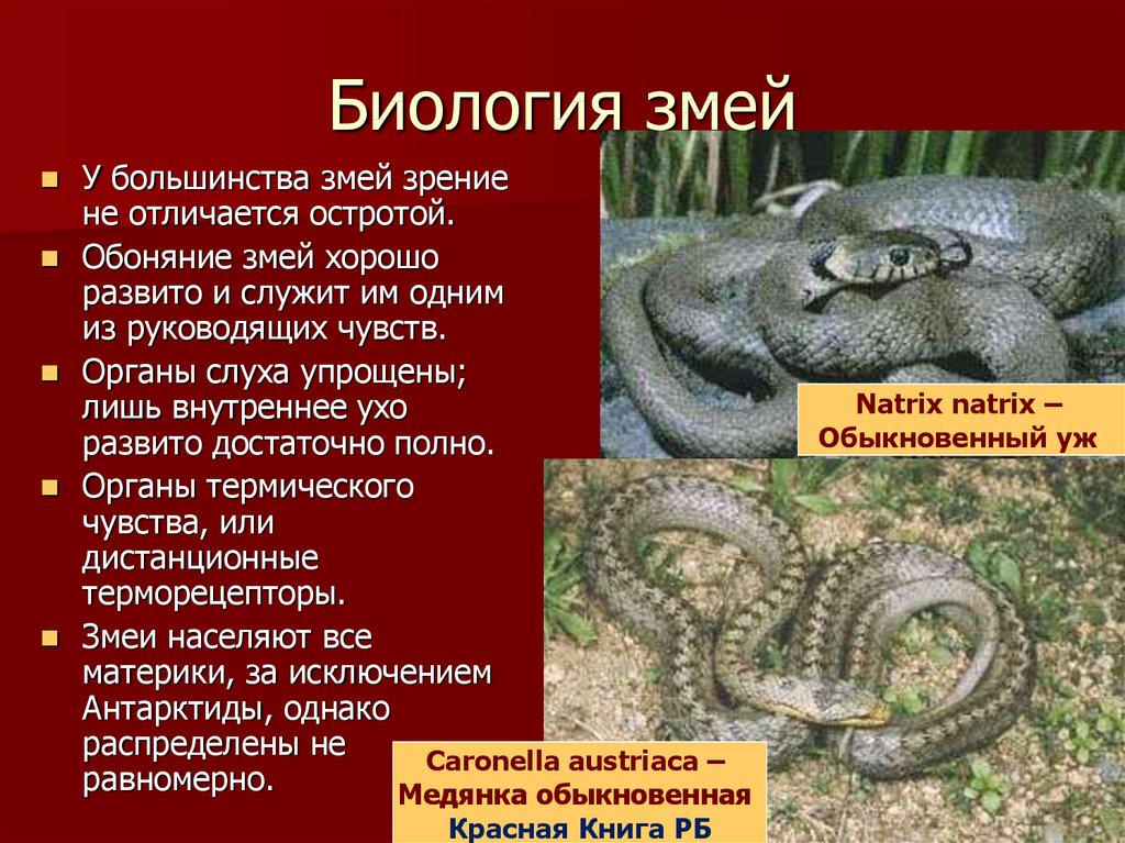 Медянка змея. образ жизни и среда обитания медянки