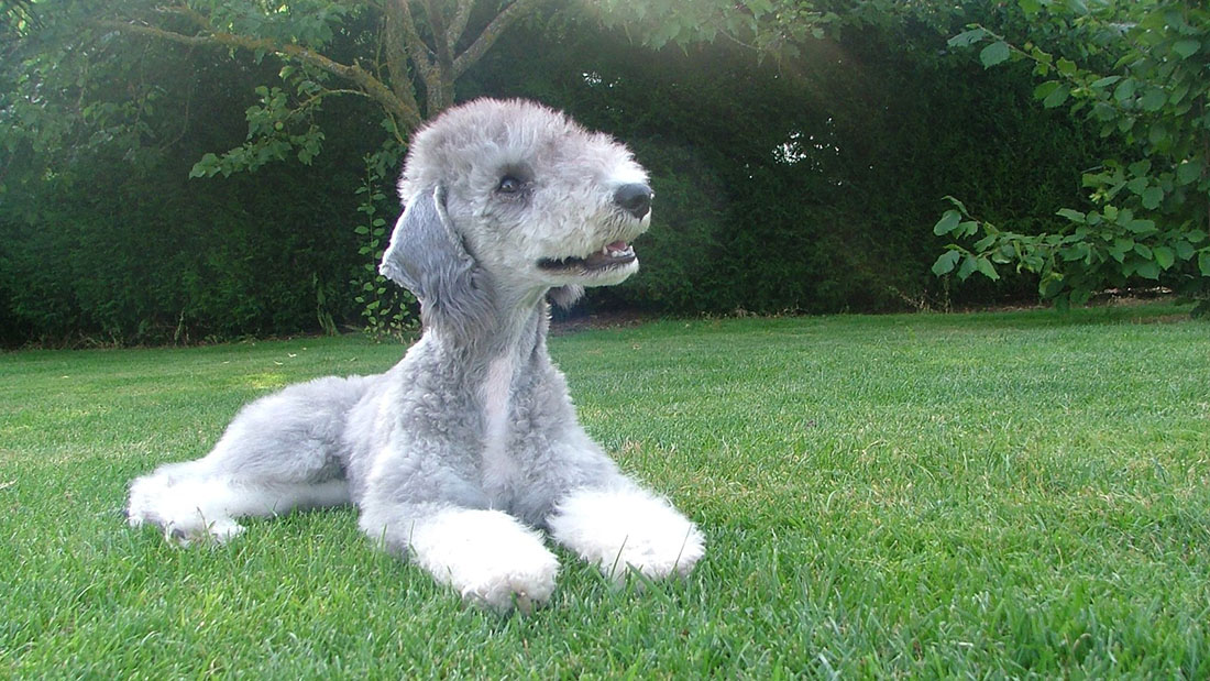 Характеристика собак породы бедлингтон терьер с отзывами и фото