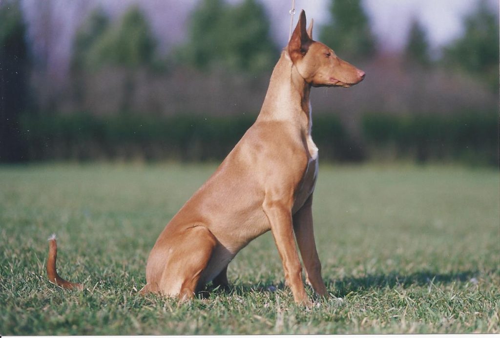 Фараонова собака: история породы, характер и уход