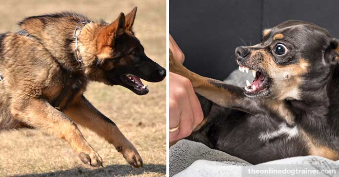 6 собак, которые могут проявить агрессию совершенно внезапно