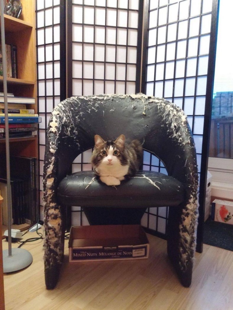 Кот на ободранном кресле