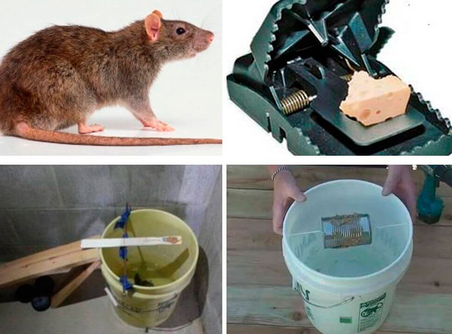 Ловушка для крыс: особенности охоты на грызунов. ловушка для крыс своими руками