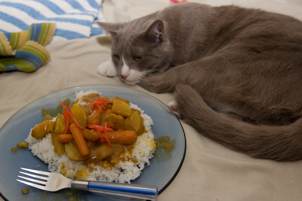 Что делать, если кошка не ест