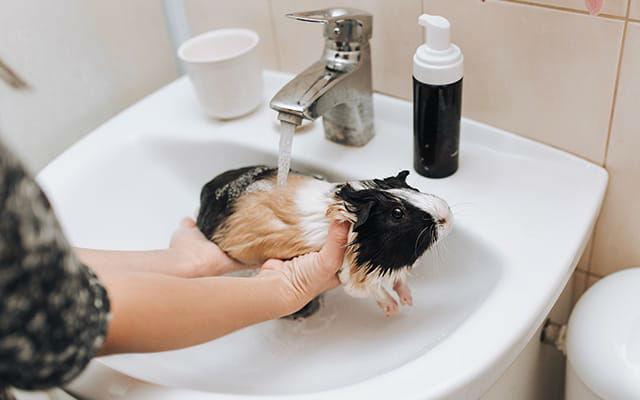 Как правильно купать декоративную крысу в домашних условиях