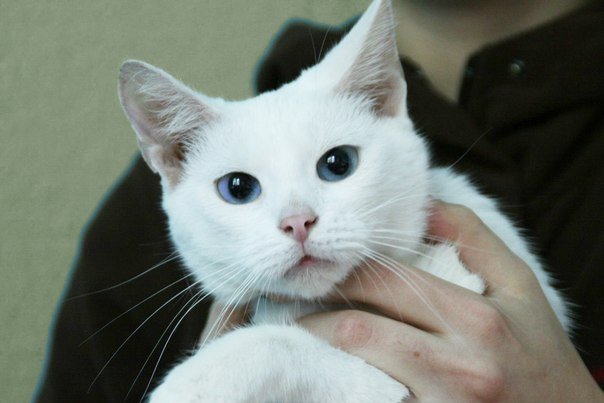 Почему белые коты глухие и как определить степень потери слуха?