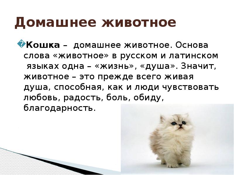 Как кошки переносят жару, если кошка плохо переносит жару
