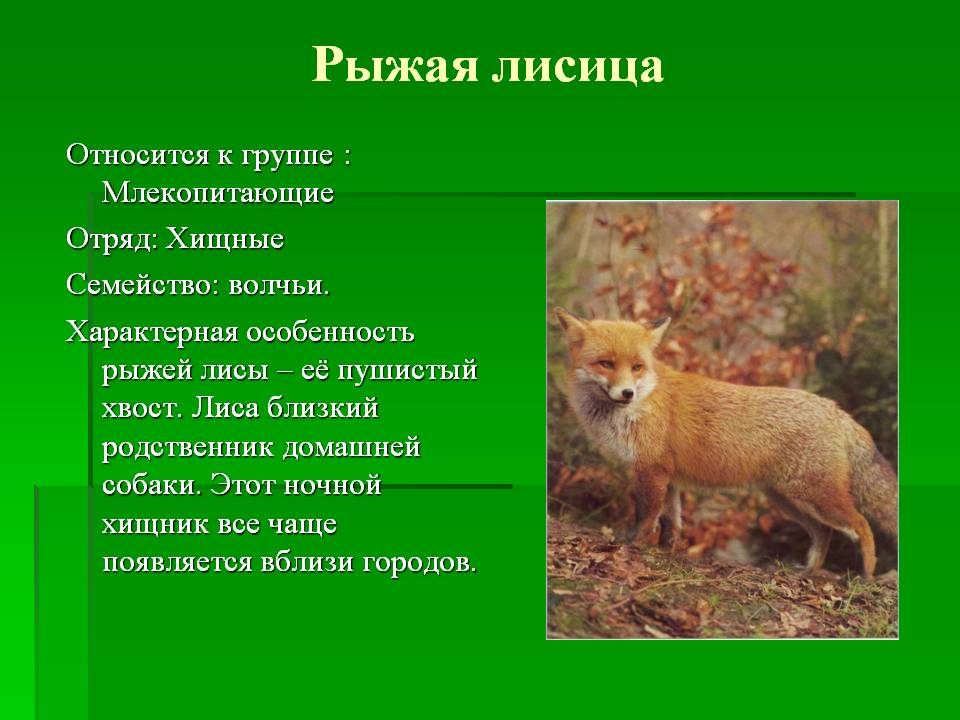 K fox