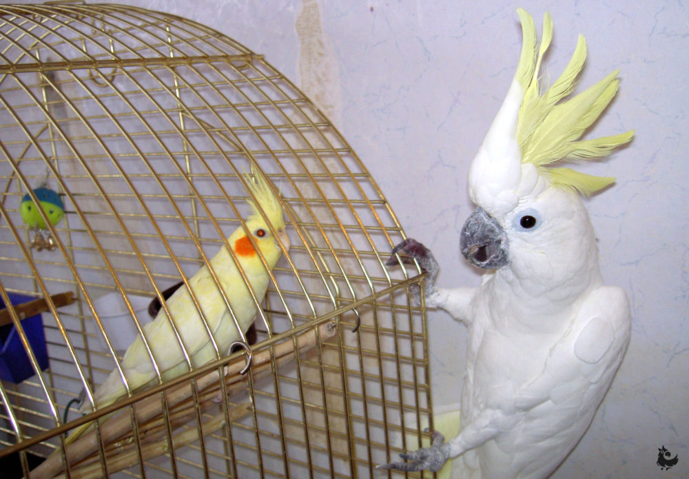 Обзор попугаев корелла: виды, особенности ухода в домашних условиях и фото