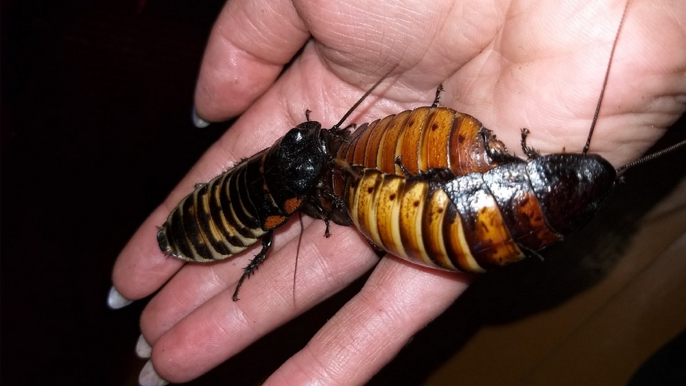 Мадагаскарские шипящие тараканы: содержание и уход