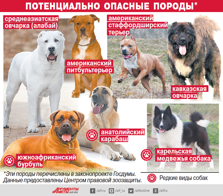 Русские породы собак признанные fci