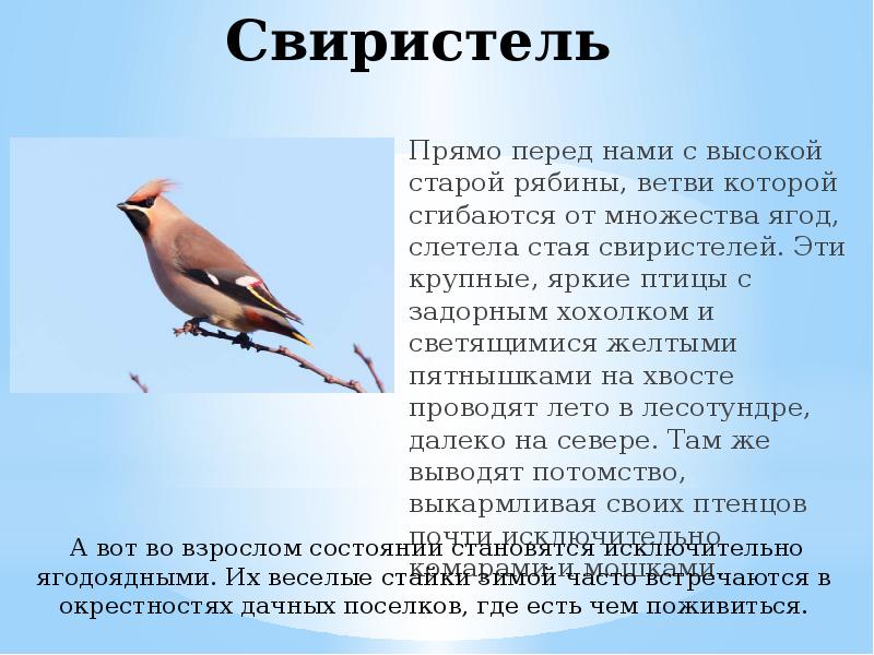 Проект птицы нашей местности