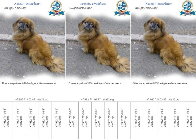Сколько лет живут собаки породы пекинесы