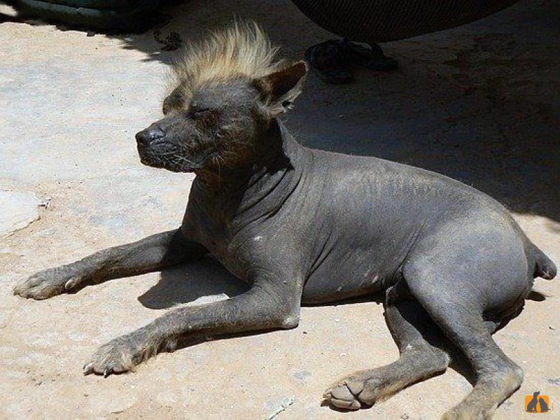 Нкп "перуанская голая собака" | van-edelsieger