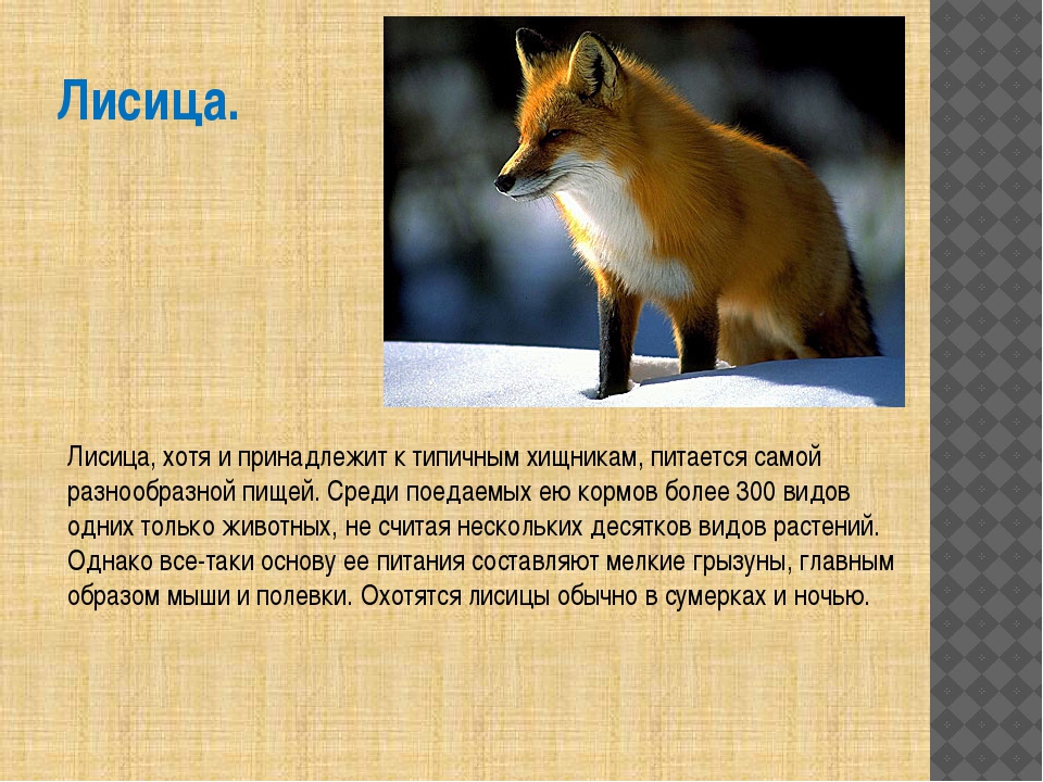Приспособление лисы к жизни. Рассказ о лисе. Доклад про лисицу. Описание лисы. Лиса характеристика.