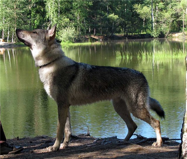Волчья собака сарлоса: описание, стандарты породы, характер, уход и содержание, цены, фото