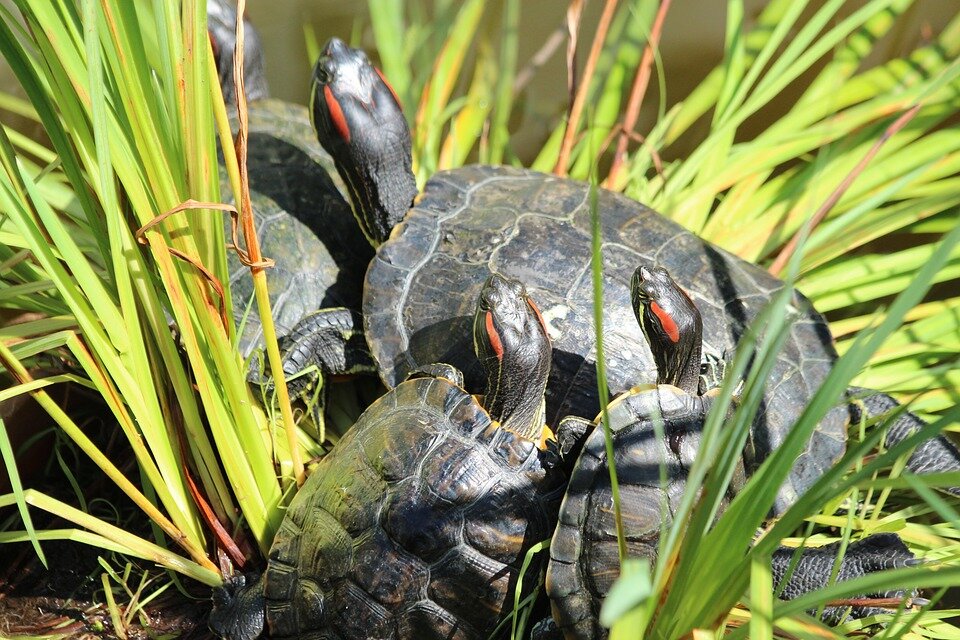Красноухие черепахи в дикой природе