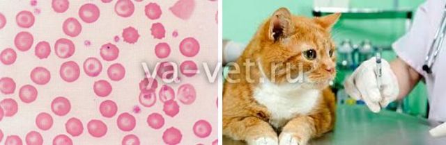 Микоплазмоз у кошек, симптомы и лечение