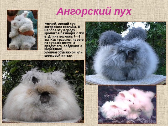 Шерсть гималайских кроликов. Ангорский кролик. Ангорский кролик голубой. Ангорский пуховой кролик. Ангорский кролик царство.