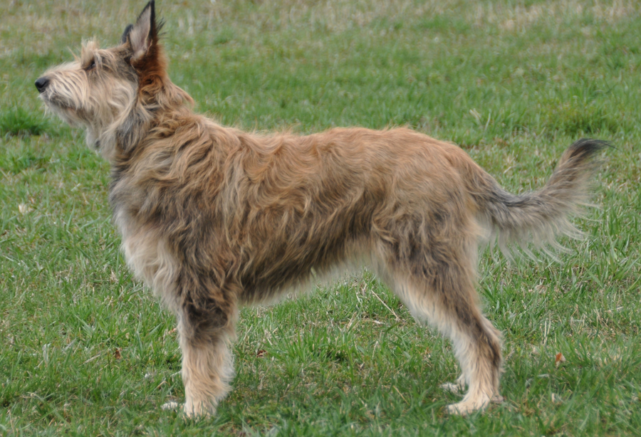 Пикардийская овчарка — описание породы и характера (с фото) | все о собаках