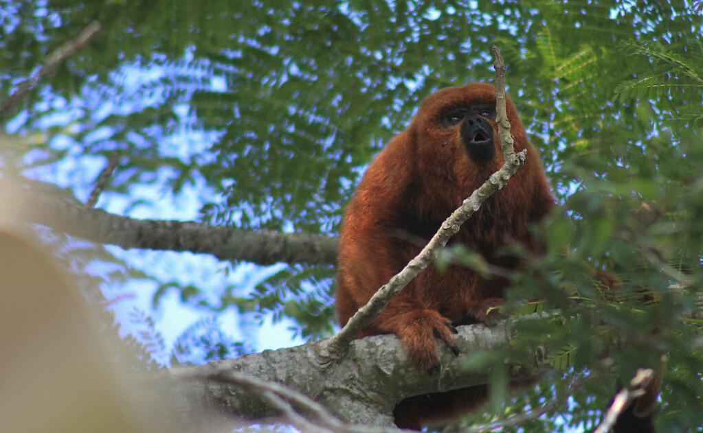 Ревун животное. ревун – самая шумная обезьяна. природоохранный статус рыжего ревуна