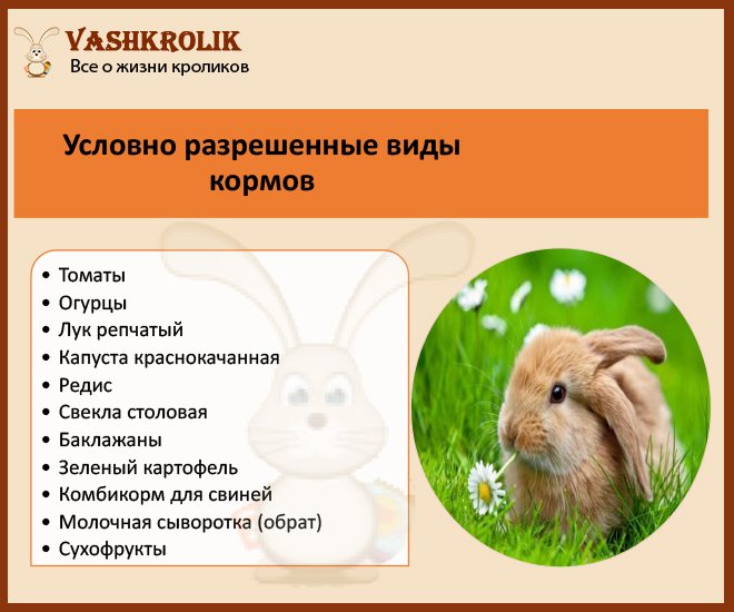 Какую траву давать кроликам можно и какую нельзя: списки с фото