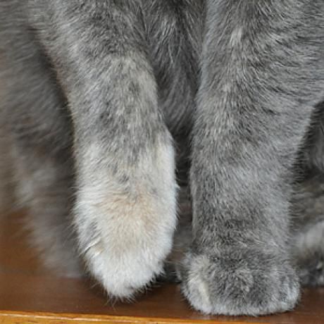 Почему кошки топчут и мнут лапами: объяснение «молочного шага», как человеку реагировать на подобный «массаж»