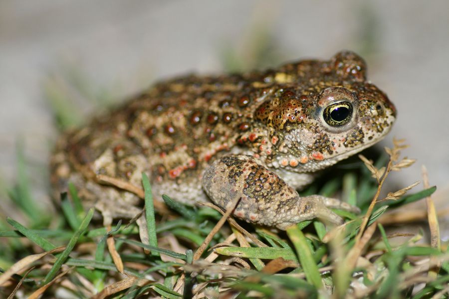 Земляные жабы в огороде вред или польза. как избавиться от земляной жабы | дачная жизнь