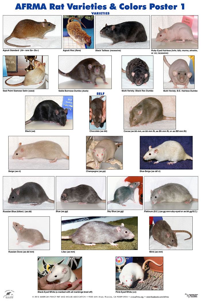 Породы домашних крыс: разновидности декоративны грызунов