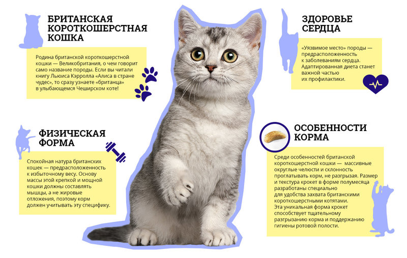 Описание британской короткошерстной кошки