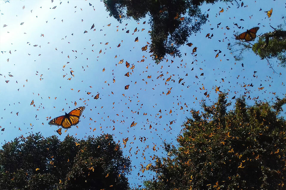 Бабочка-монарх