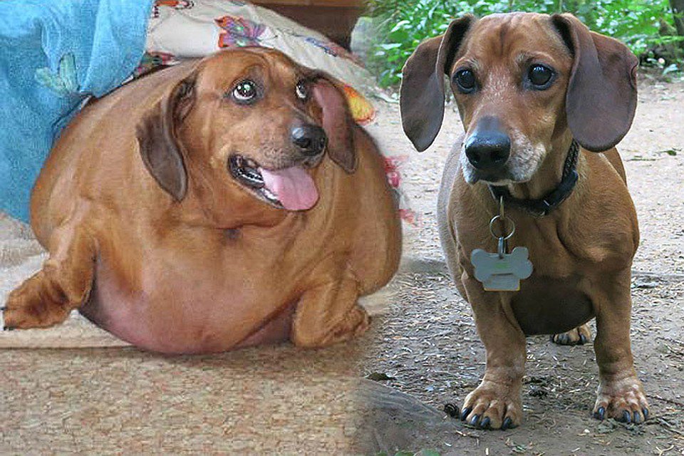 Самая толстая собака порода