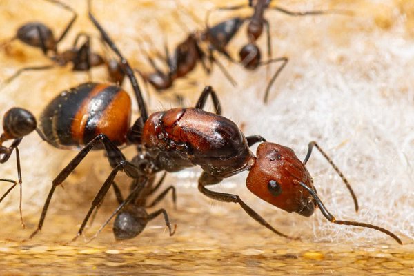 Camponotus nicobarensis - да, скифы мы... | клуб любителей муравьев