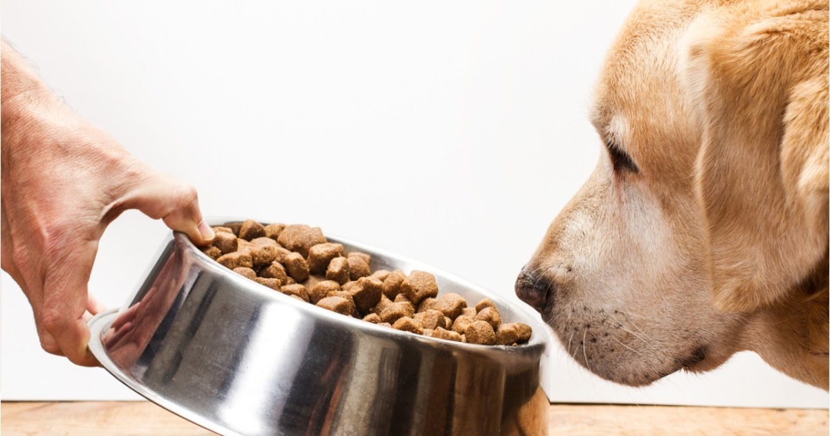 Что нельзя давать собаке: обзор запрещенных продуктов