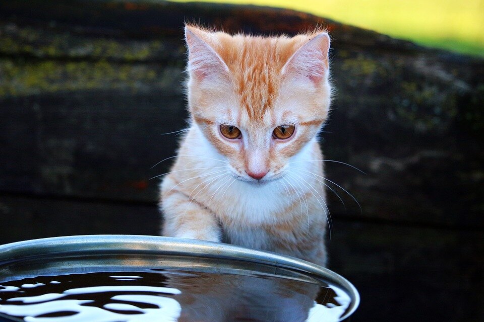 Почему кошки боятся воды и не любят купаться