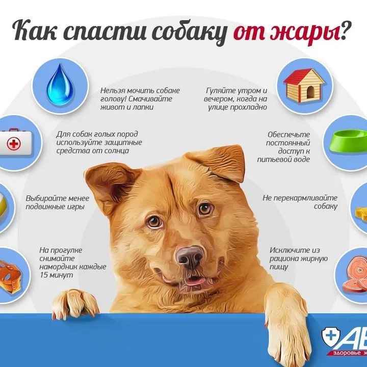 Какие обезболивающие препараты можно давать собаке?