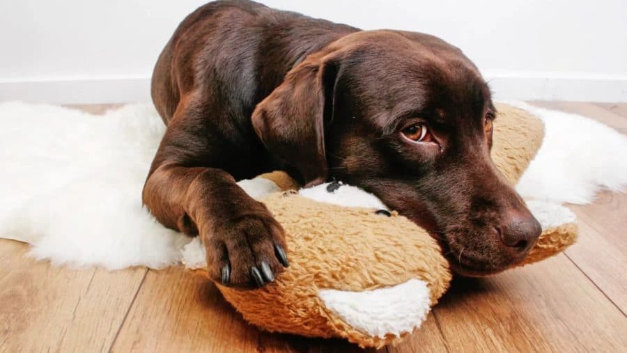Аденовирус у собак: симптомы и лечение