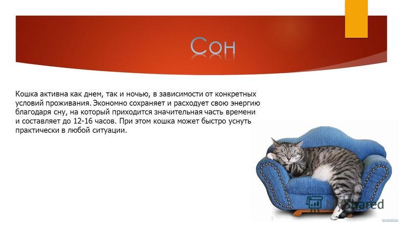 Сколько спят кошки в сутки в среднем: количество часов, которое котята и взрослые коты тратят на сон