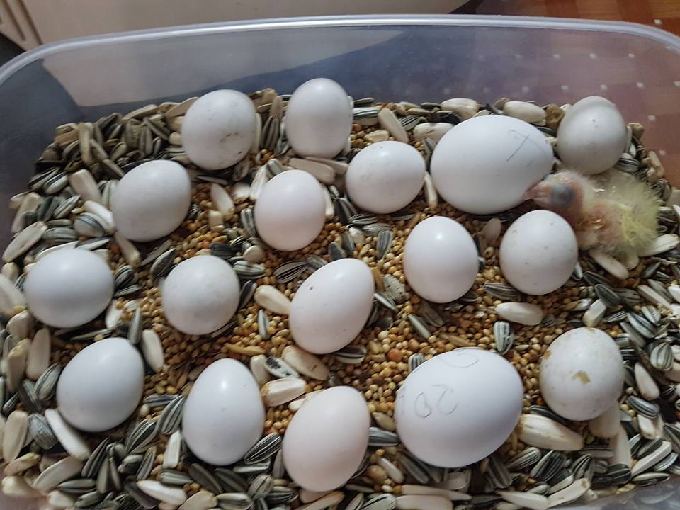 Как волнистые попугаи высиживают яйца