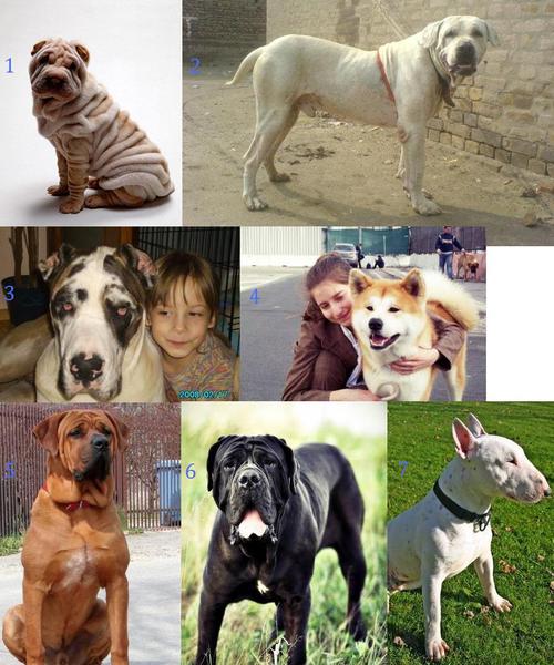 Бойцовские породы собак: список с фото и описанием