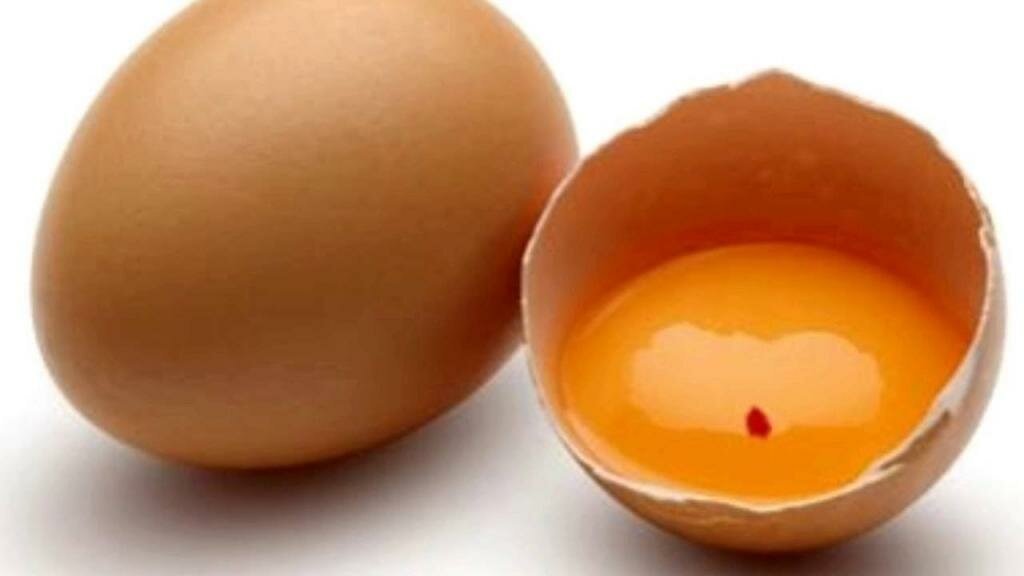 Источник белка и витаминов – можно ли собакам яйца? правда и мифы