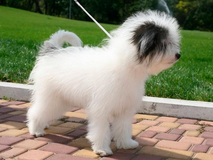 Одесская идеальная порода собак. »  породы собак