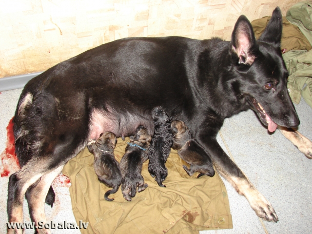 Беременность у собак немецкой овчарки – сколько длится, как проходит