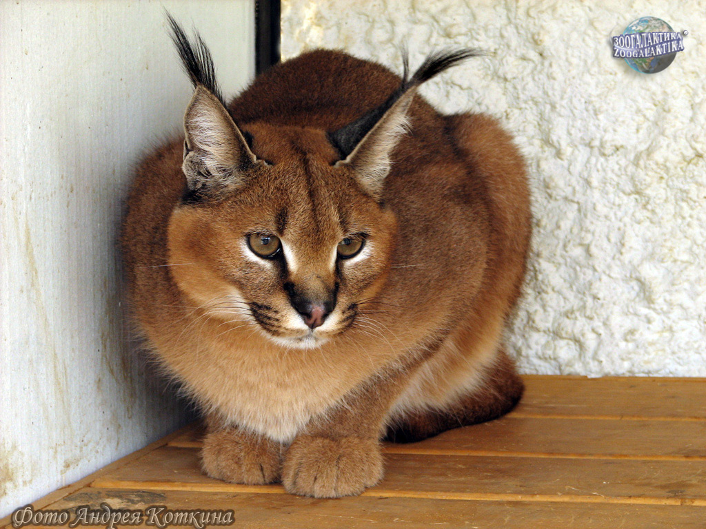 Кошки, похожие на рысь (41 фото): описание пород домашних котов. содержание котят с кисточками на ушах