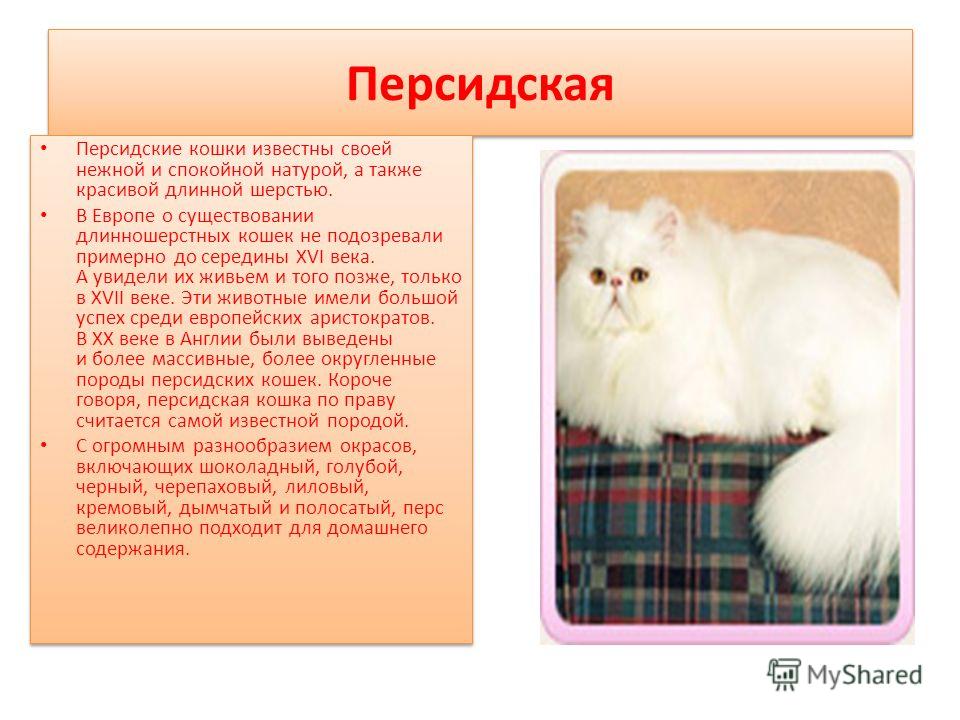 Персидская кошка: фото, описание породы, характер, вязка, цена