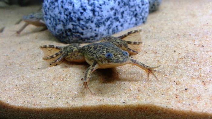 Как приготовить лягушку в домашних и походных условиях: рецепты видео