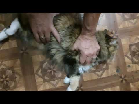 Эпилепсия у кошек: причины и первая помощь | ветеринарный центр успех